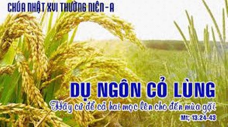 Suy Niệm Tin Mừng Chúa Nhật XVI Thường Niên A