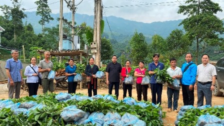 Caritas Hưng Hóa: Trao tặng cây quế giống cho bà con vùng đất quế Văn Yên, Yên Bái