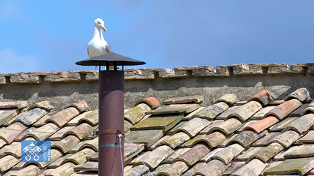 Trực tiếp theo dõi Mật nghị qua ống khói nhà nguyện Sistine (sáng T5, 8/5)